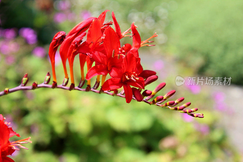 亮红色的藏红花/蒙布雷西亚(藏红花)